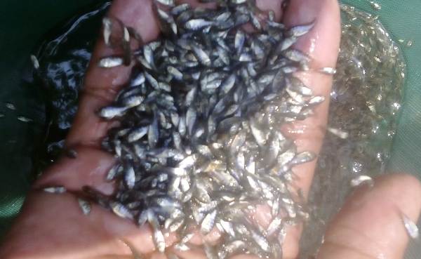 Syahara Fish Jual Bibit Ikan Nila Hitam Super untuk Budidaya - Syahara Fish